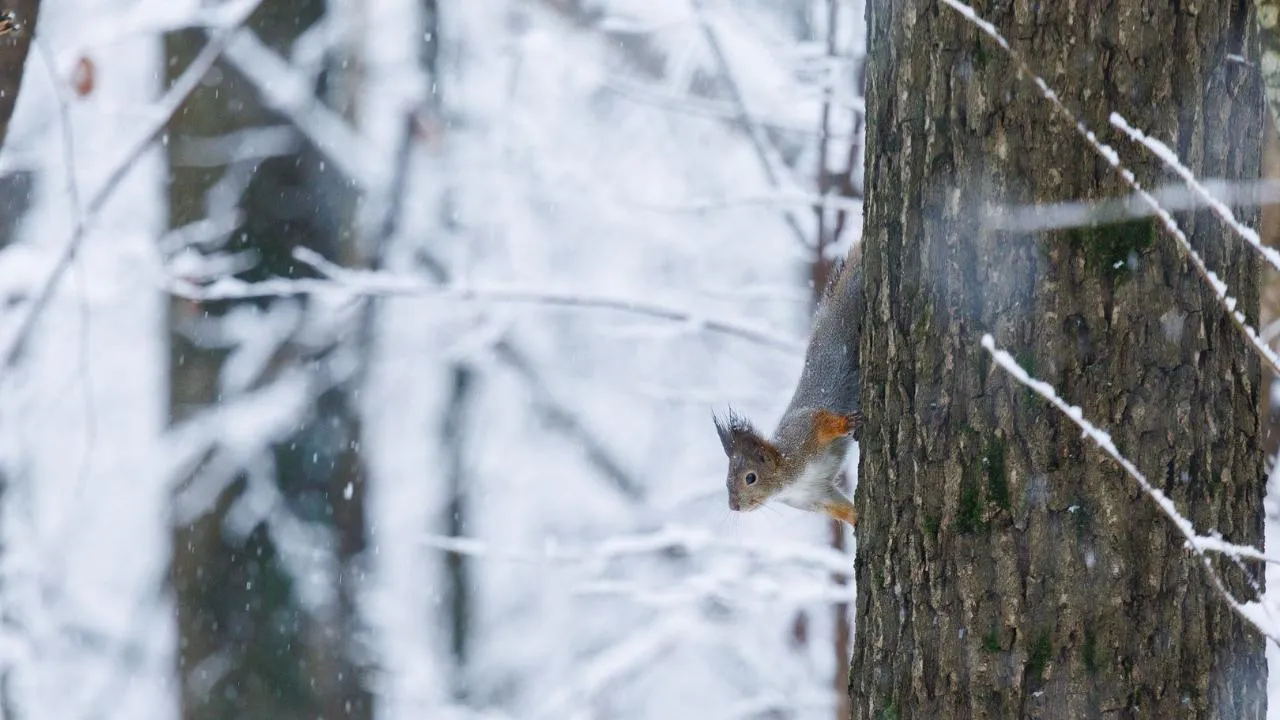 медиасток.рф
