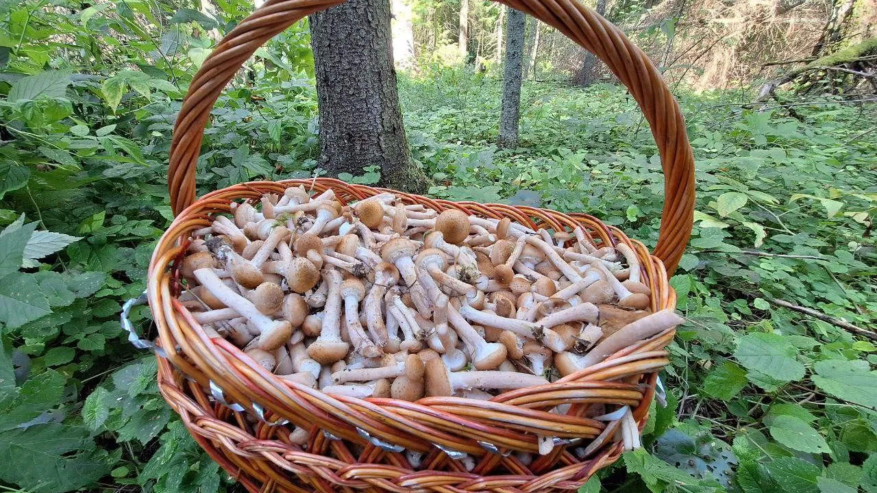 Валерия Тингаева