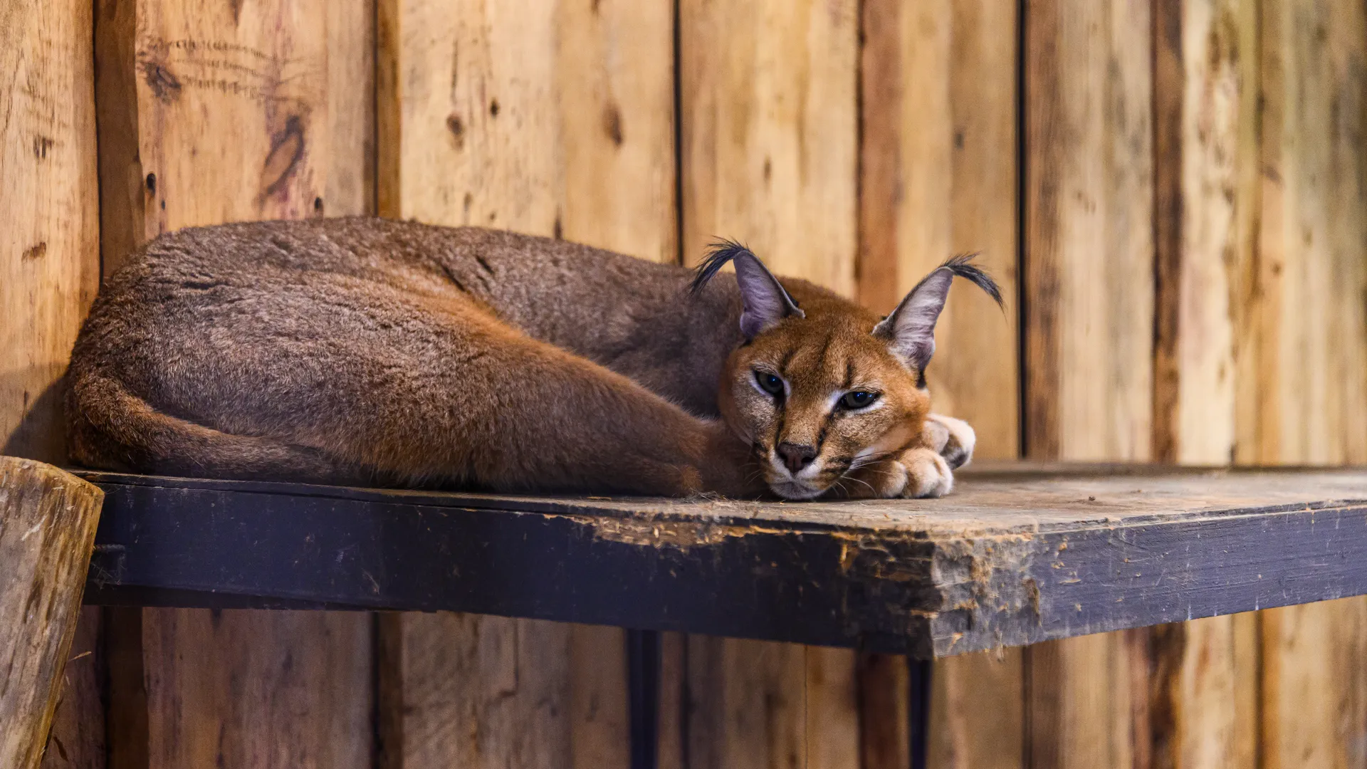 медиасток.рф