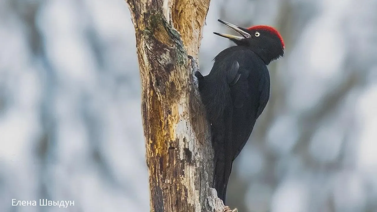 Фото: личный архив Елены Швыдун