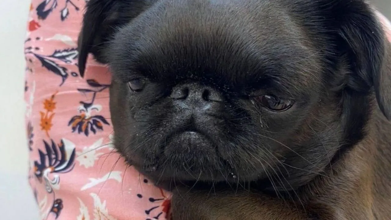 Фото: vk.com/ГБУВ МО «Терветуправление № 2»