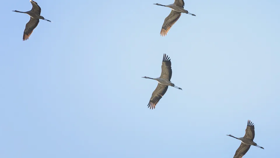 Фото: istockphoto.com/Rike_