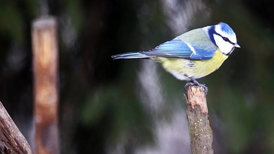 Фото: музей-заповедник «Горки Ленинские»