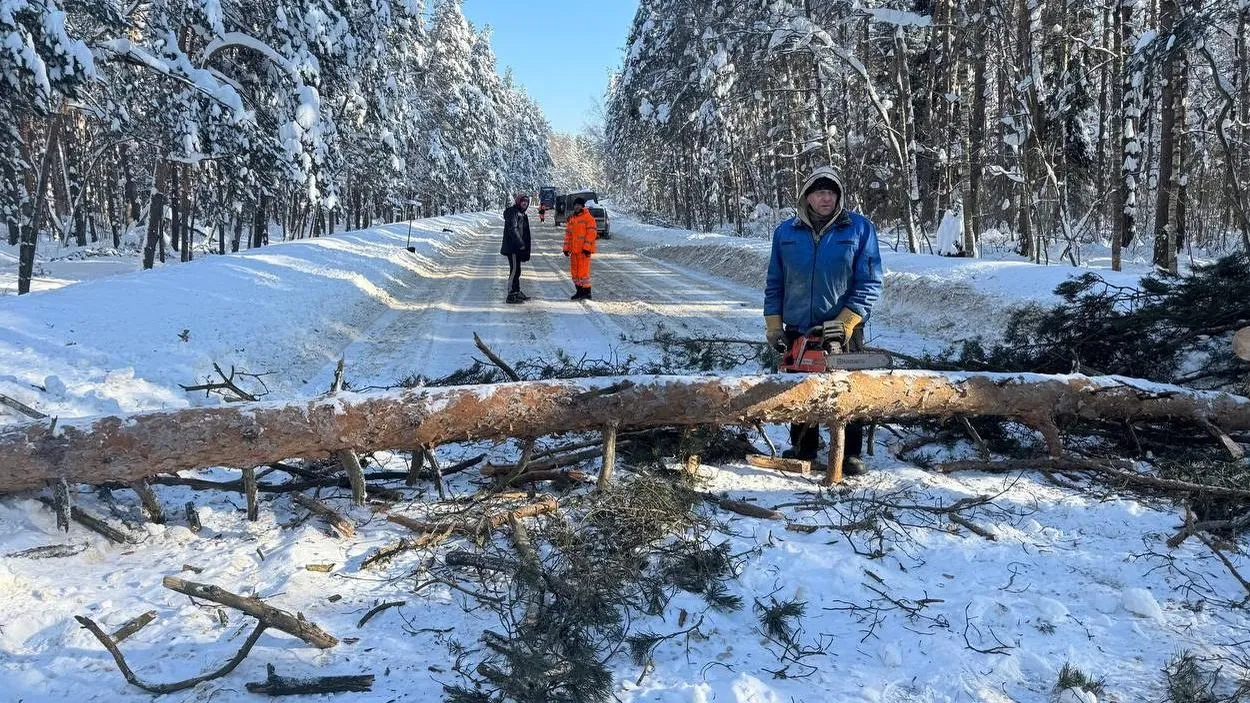 ГКУ МО «Мособллес»