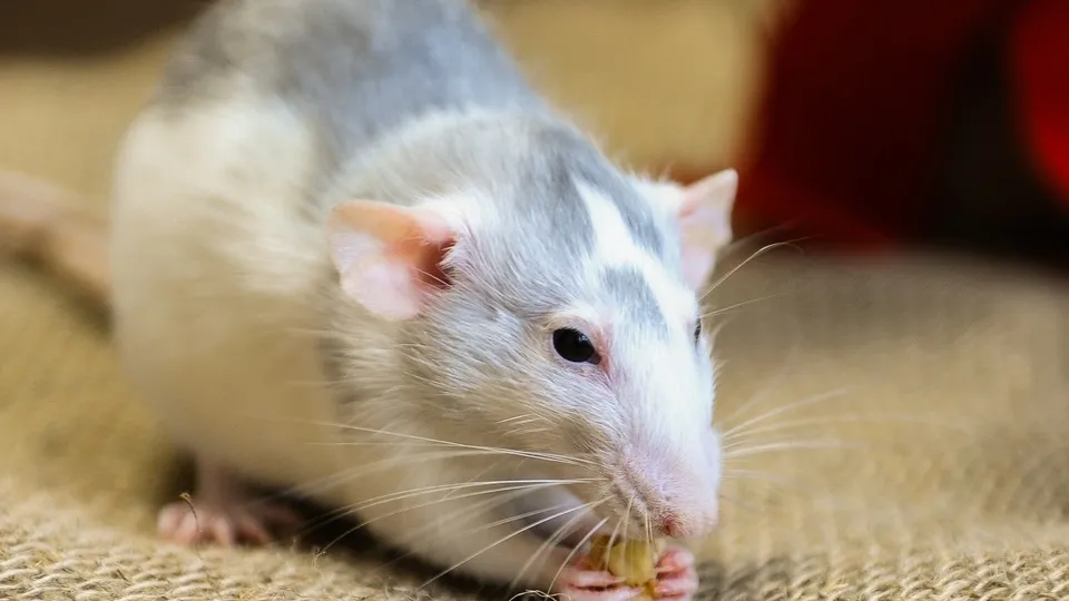 Фото: ТАСС/Ахметов Вадим