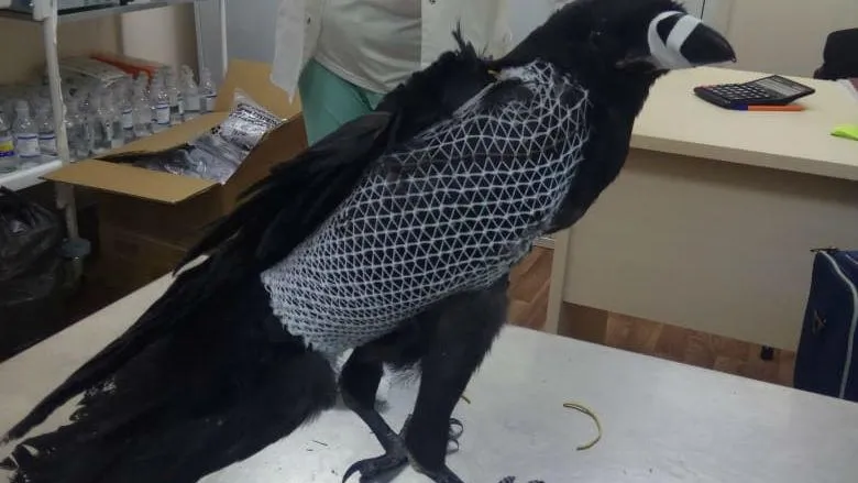 Подбитого ворона спасли специалисты Одинцовской участковой ветеринарной клиники