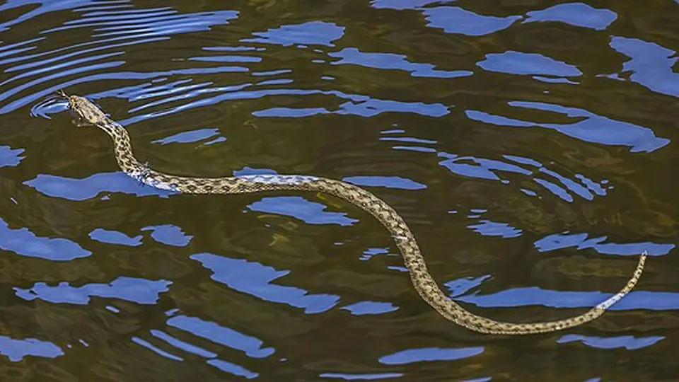 Фото: сommons.wikimedia/Charles J. Sharp