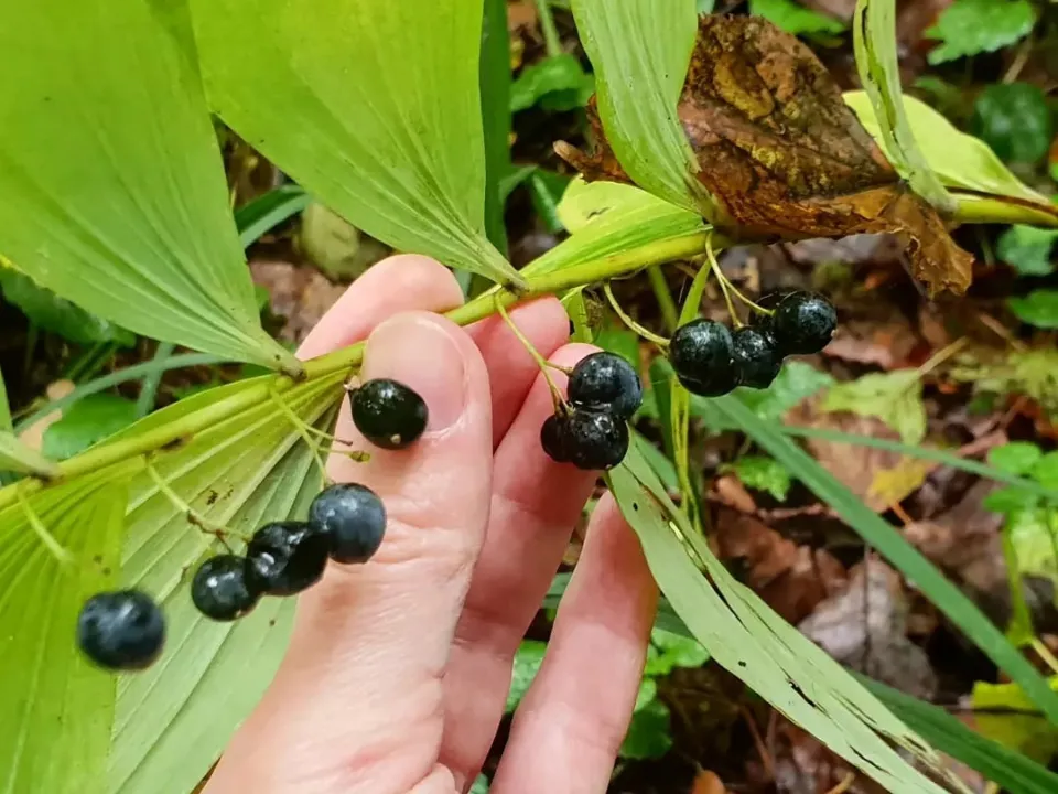 Купена многоцветковая. Фото: Мария Аргир.