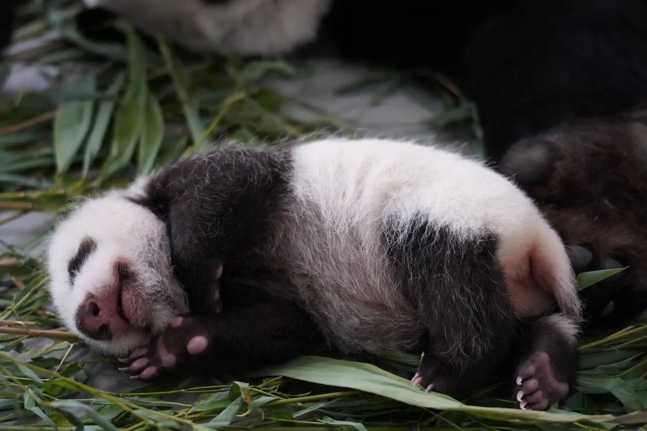 Фото: Московский зоопарк/ВКонтакте.