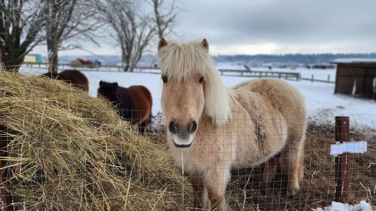 МедиаБанк Подмосковья/Валентина Максимова