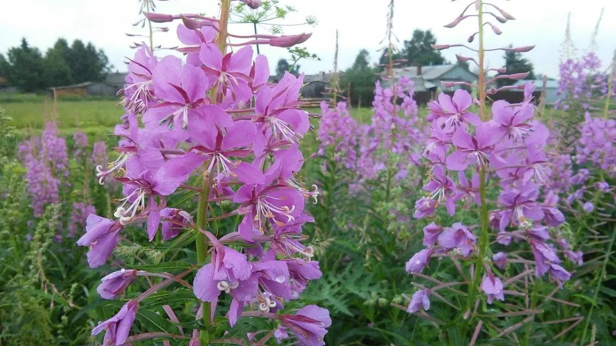 Фото: Надежда Буланова