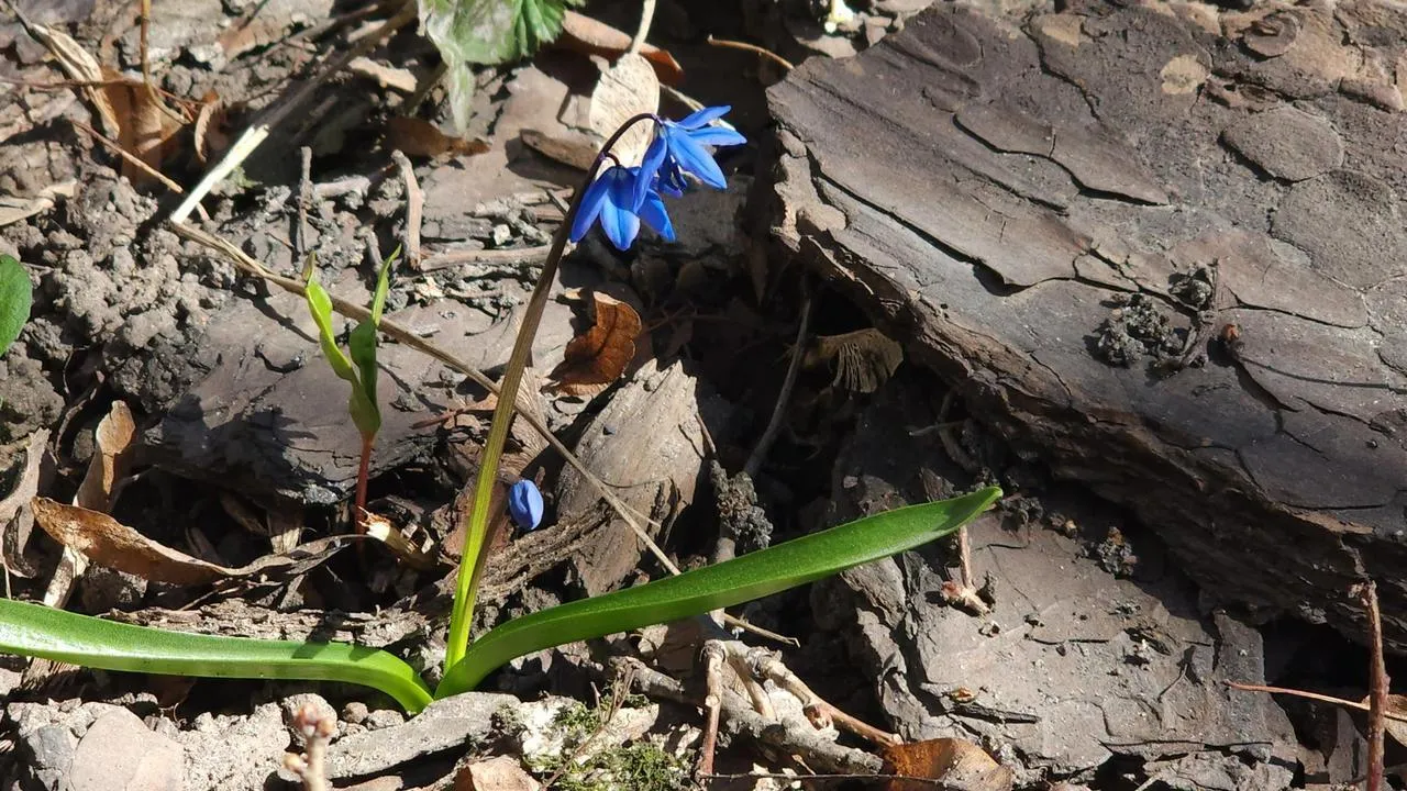 МедиаБанк Подмосковья/Валерия Исаева