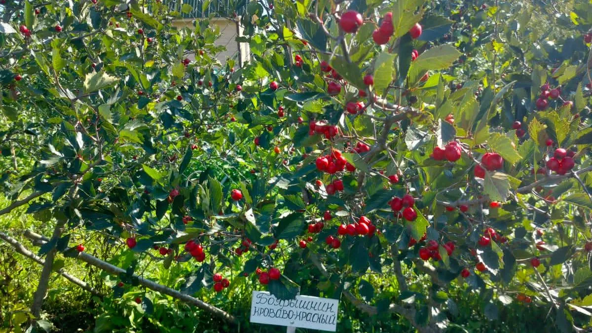 Фото: пресс-служба ГКУ МО «Мособллес»