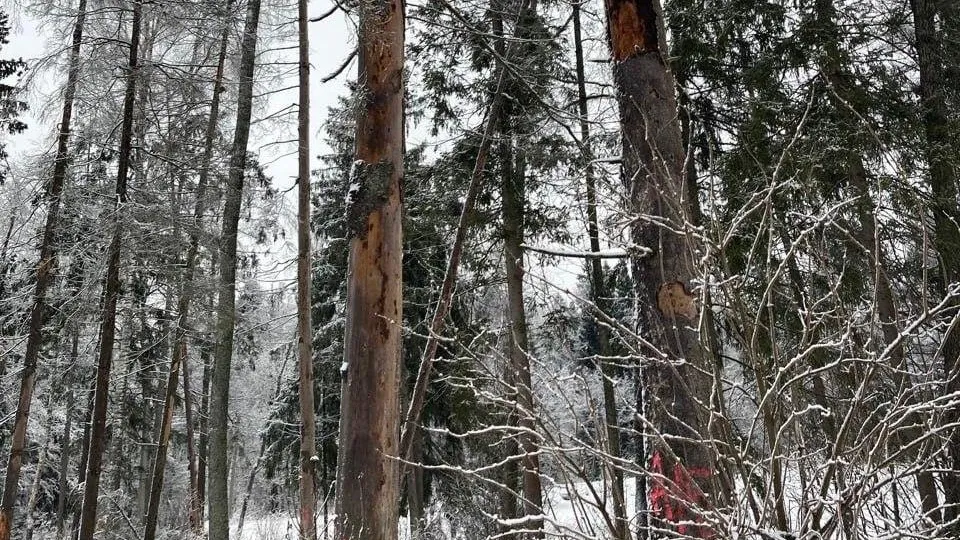 Фото: Комитет лесного хозяйства МО