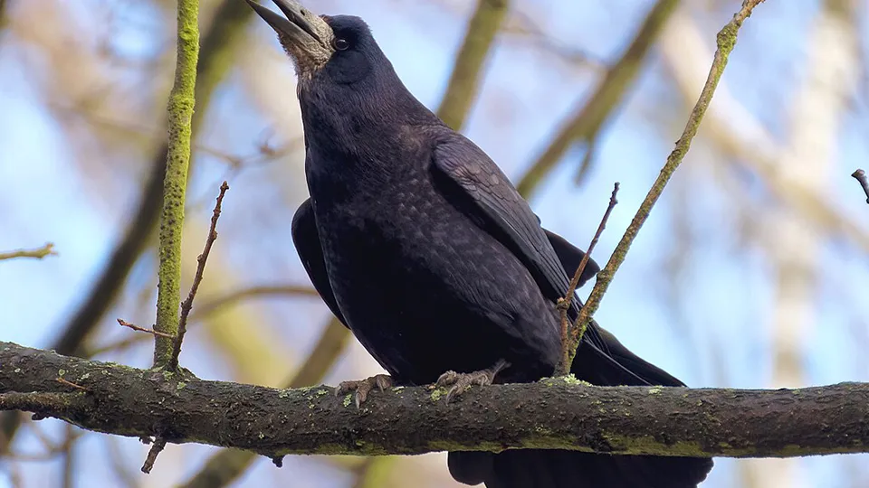 Фото: сommons.wikimedia/Jakub Hałun
