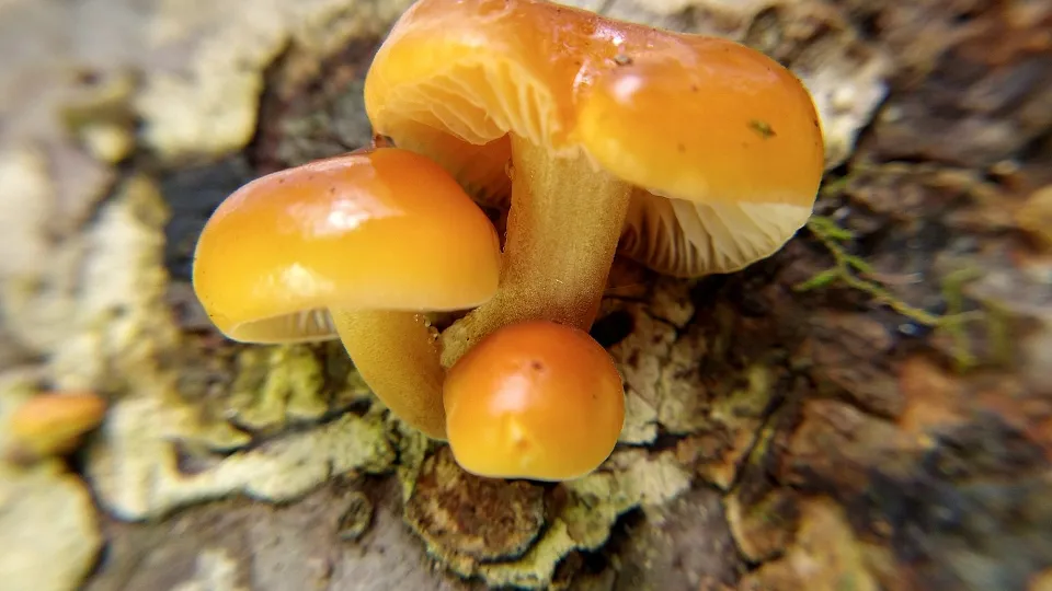 Фото: сommons.wikimedia/Chuck Wuthrich