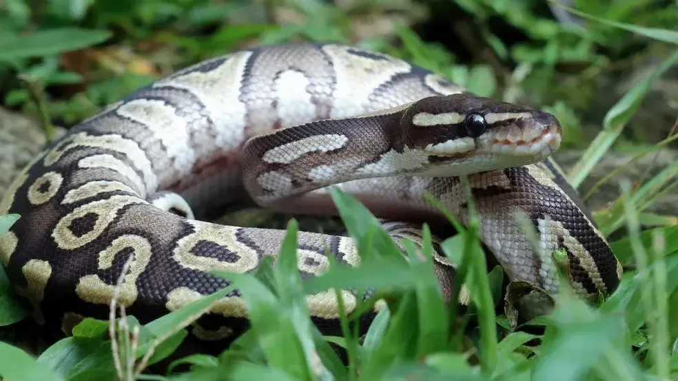 медиасток.рф