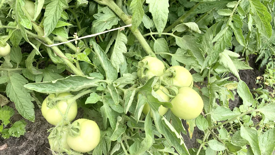 Фото: МедиаБанк Подмосковья/Ирина Мальцева