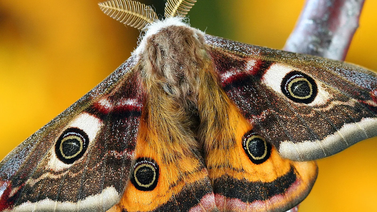 Фото: pxhere.com