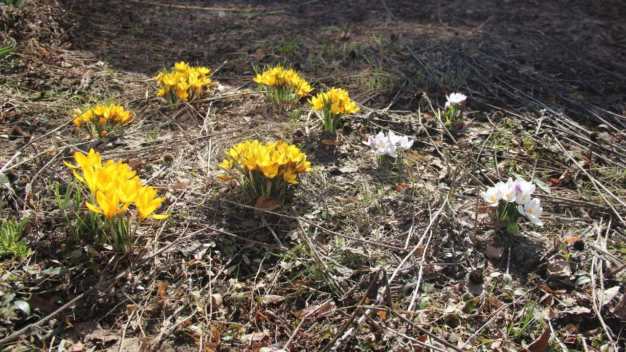 REGIONS/Василий Тремасов