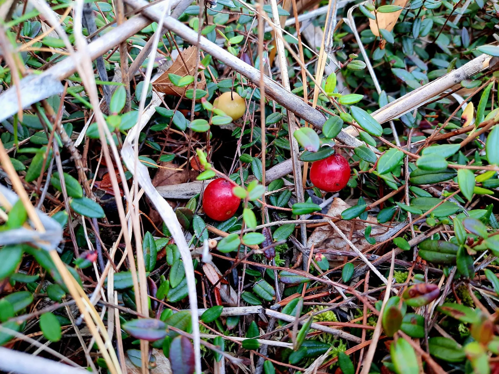 Михаил Мартыненко