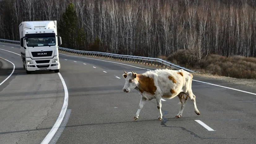 Фото: Евгений Епанчинцев, РИА Новости