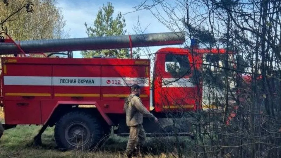 Фото: Комитет лесного хозяйства Московской области