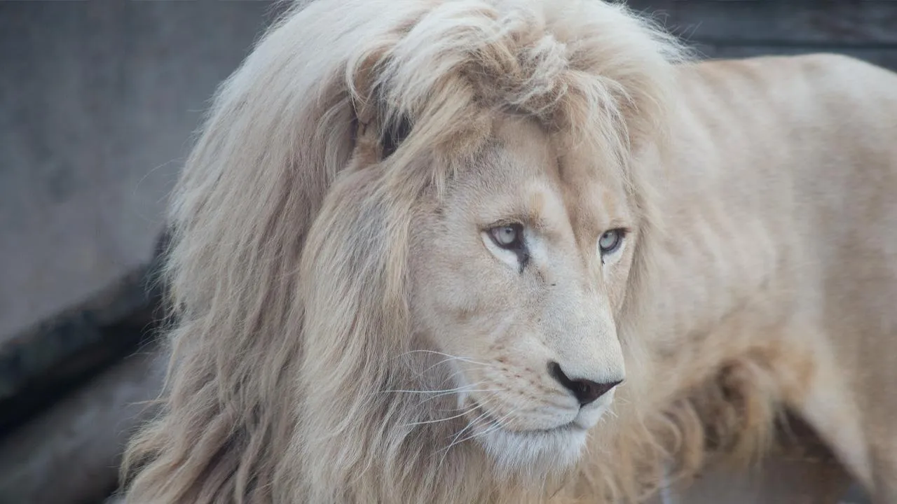 istockphoto.com/SergeyTikhomirov