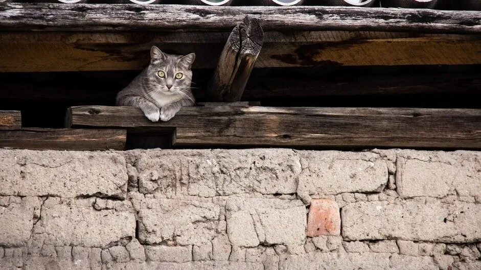 Фото: freepik.com