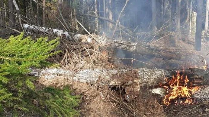 Комитет лесного хозяйства МО