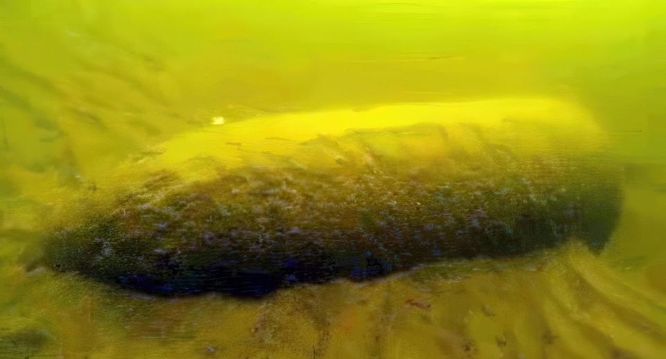 Донные животные Балтийского моря обжили фугасные бомбы нацистской Германии
