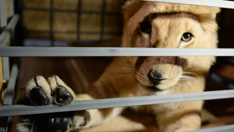 Фото: РИА Новости/Павел Лисицын