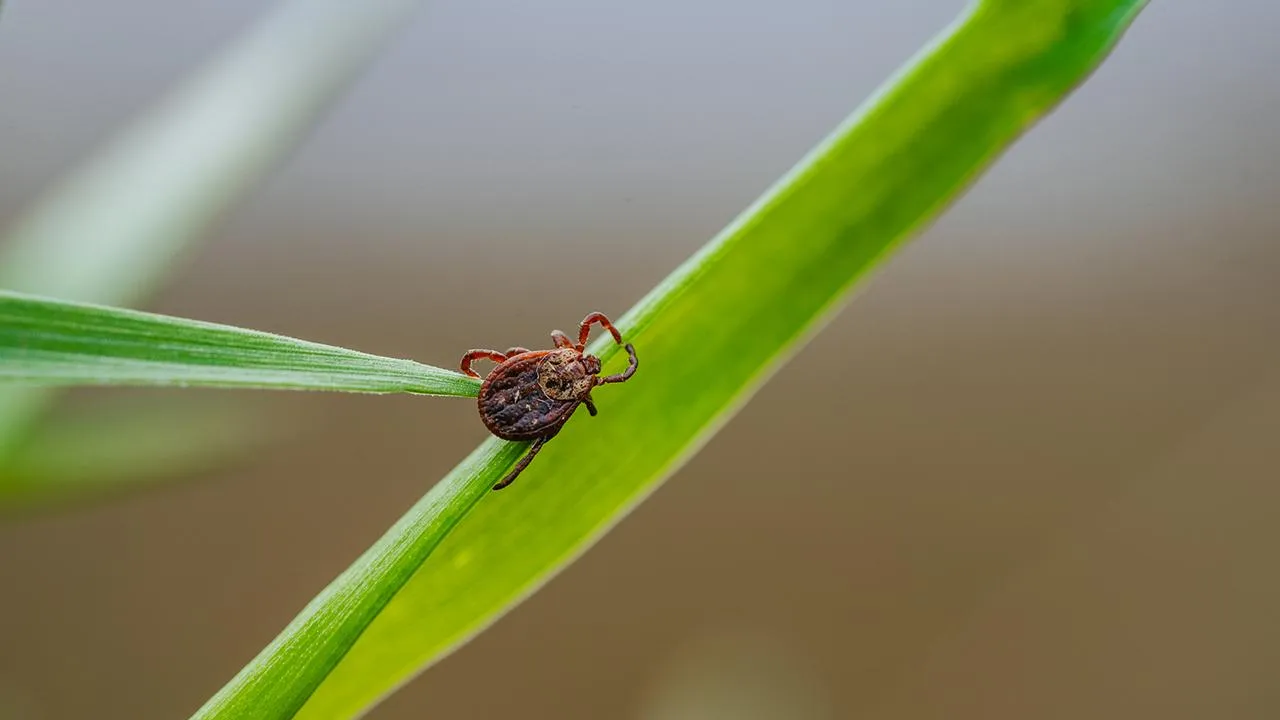 istockphoto.com/Elena Perova