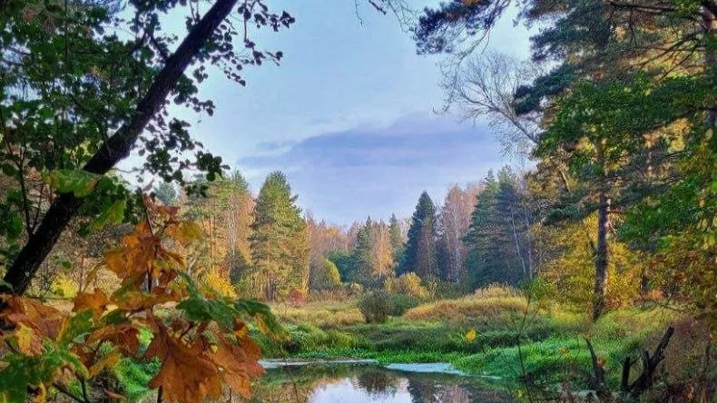 Комитет лесного хозяйства МО