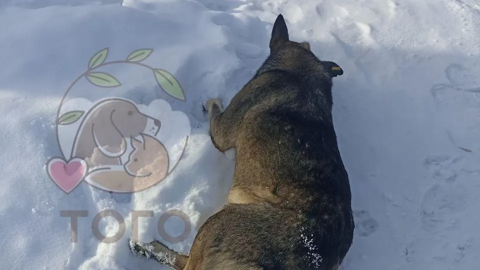 Приют для животных «Того», г. Челябинск