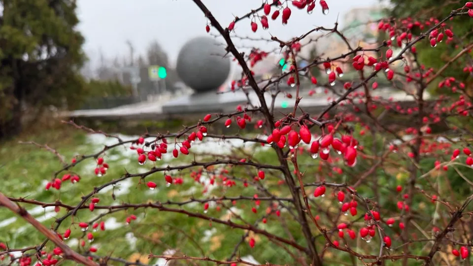 Фото: пресс-служба администрации Дмитровского округа