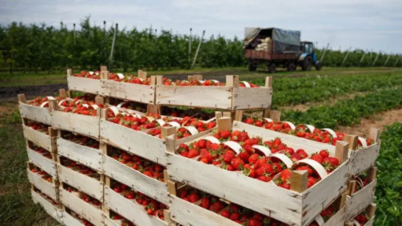 Министерство сельского хозяйства и продовольствия МО