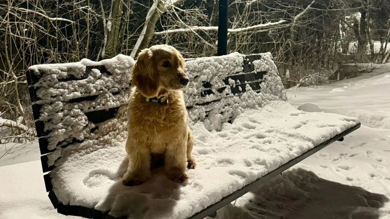 Марина Алифанова