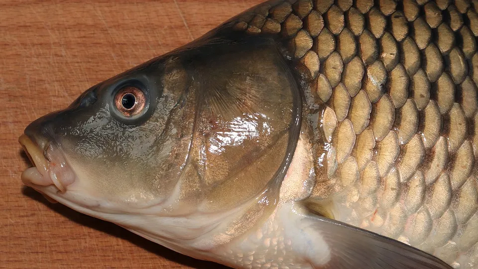 Фото: сommons.wikimedia/George Chernilevsky