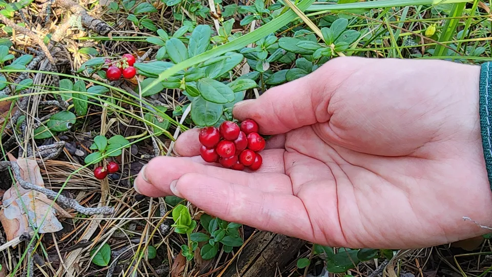 Фото: МедиаБанк Подмосковья/Михаил Мартыненко