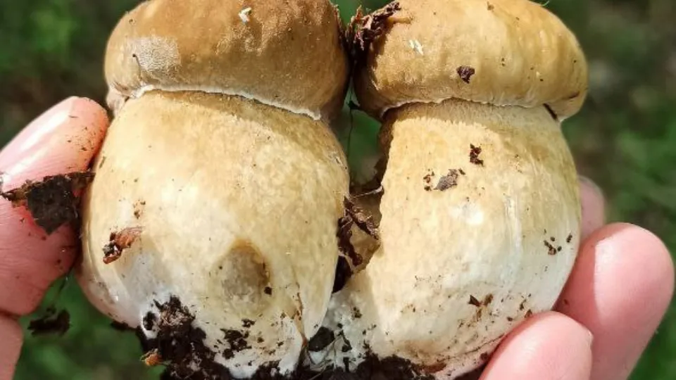 Фото: REGIONS/Эльвира Сафина