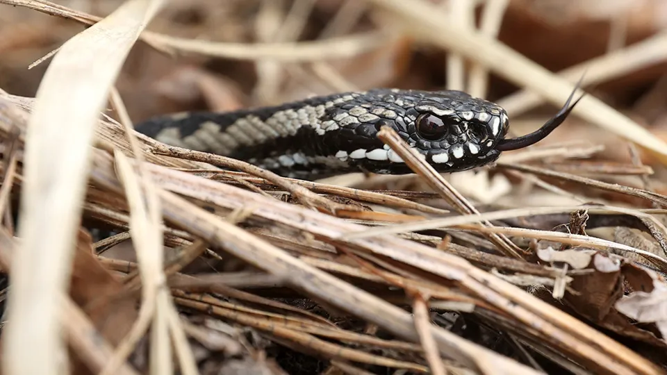 Фото: ТАСС/Владимир Гердо