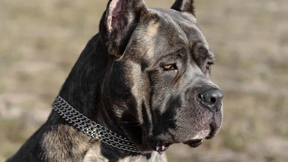 Фото: istockphoto.com/Anton Pentegov