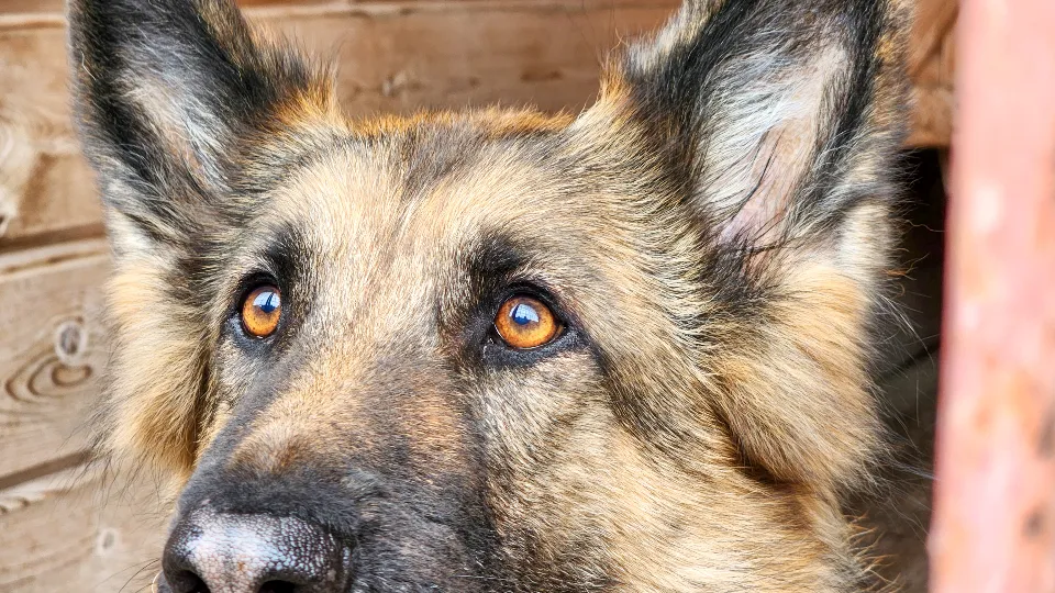 Фото: МедиаБанк Подмосковья/Мария Андрюхина