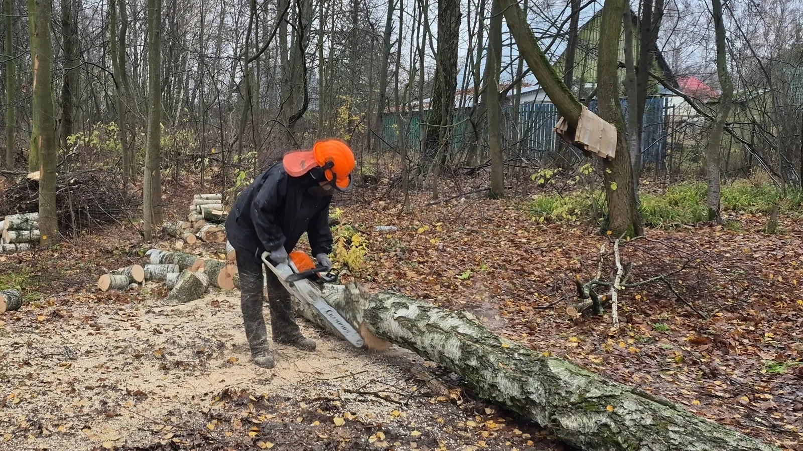 Фото: Ступинский филиал ГАУ МО «Мособллес»