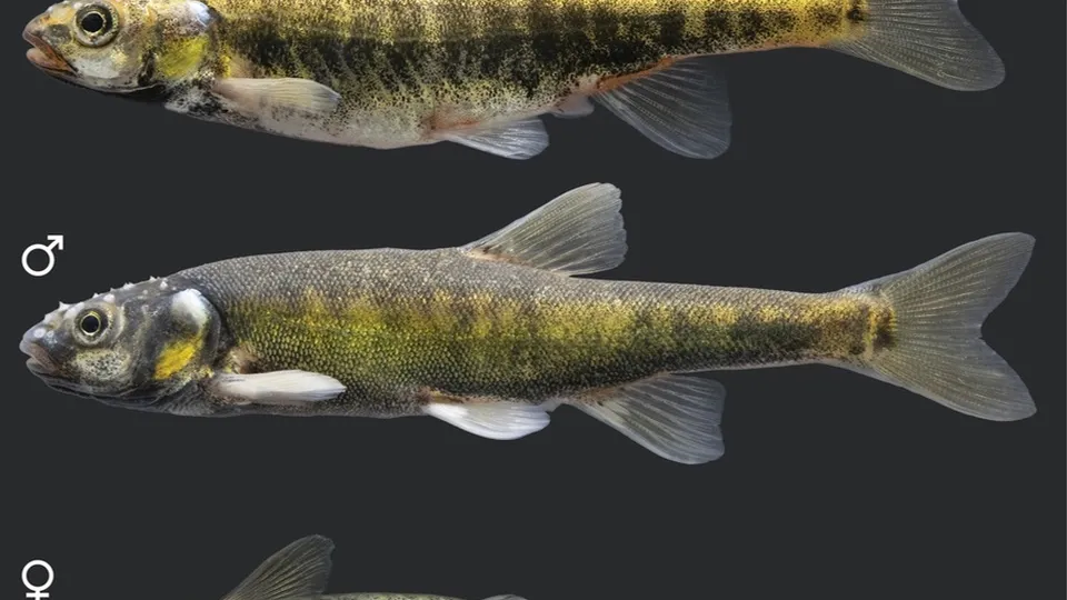 Фото: ИПЭЭ РАН