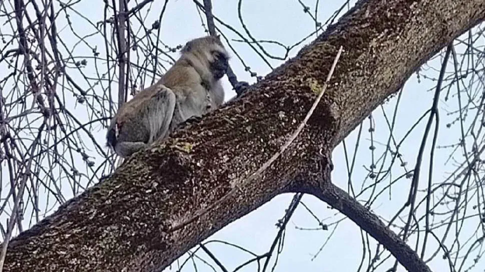 Фото: t.me/podolsk_pod