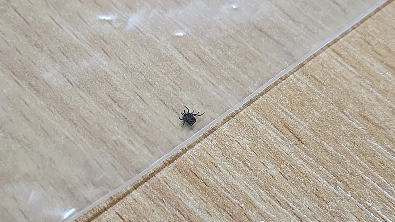 МедиаБанк Подмосковья/Валентина Максимова