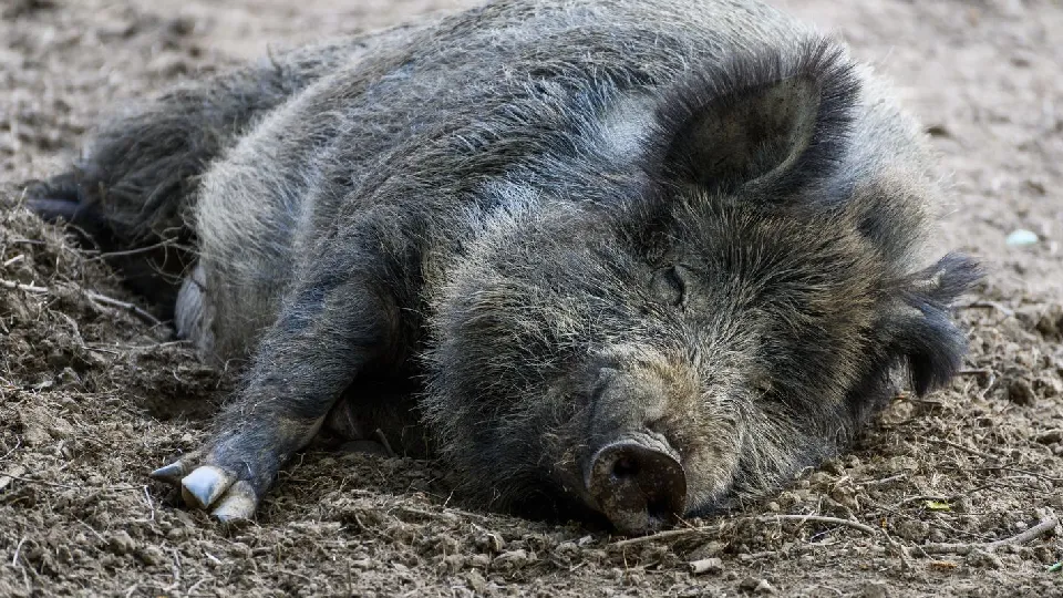 Фото: медиасток.рф