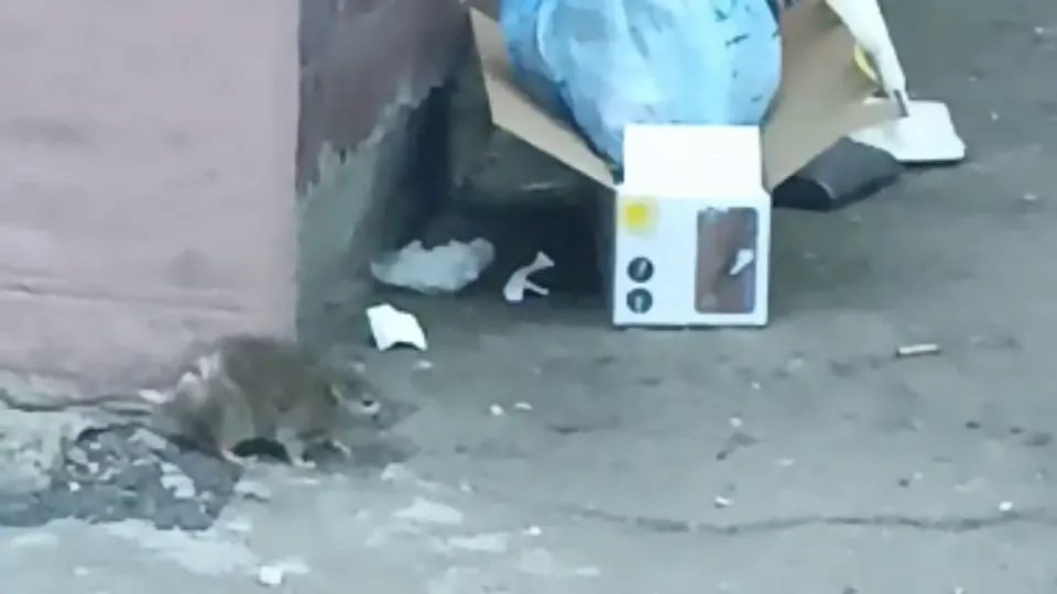 Фото: t.me/odintsovo_info